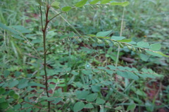 Phyllanthus airy-shawii